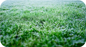 Winter Garden Care for Artificial Grass | The Grassman