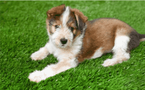 cute dog lying on artificial grass